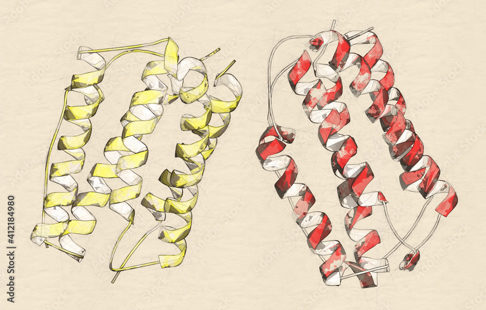 Canvas Prints Interferon beta protein. Cytokine used to treat multiple sclerosis (MS). 3D rendering based on protein data bank entry 1au1. Stylized cartoon model, monomers colored red and yellow, respectively.