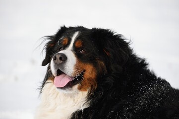 Bernese Mountain dog in winter and snow portrait