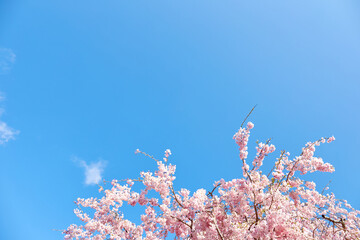 満開の桜と青空