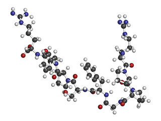 Bradykinin peptide molecule. 3D rendering. Atoms are represented as spheres with conventional color coding: hydrogen (white), carbon (grey), oxygen (red), nitrogen (blue).