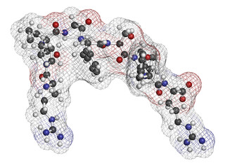 Bradykinin peptide molecule. 3D rendering. Atoms are represented as spheres with conventional color coding: hydrogen (white), carbon (grey), oxygen (red), nitrogen (blue).