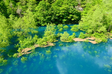 初夏の風物詩、鎧畑ダムの水没林。仙北、秋田、日本。5月下旬。