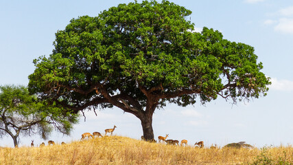 Obraz premium tree in the field