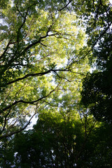 sun shining through trees