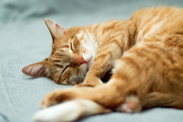 Fototapeta na wymiar cute young ginger cat is sleeping on a gray bedspread, tabby red cat, kitty close-up portrait