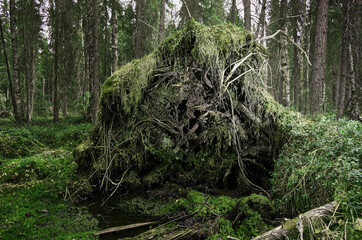 Upprooted spruce tree in the forest.