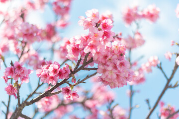 読谷村の寒緋桜