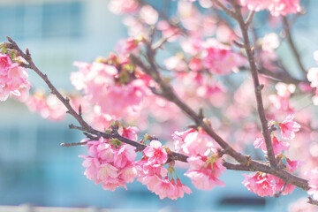 読谷村の寒緋桜