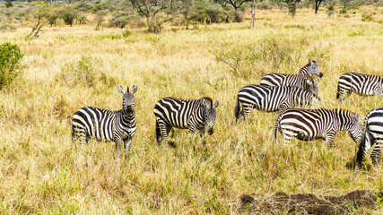 Obraz na płótnie Canvas zebras in the savannah