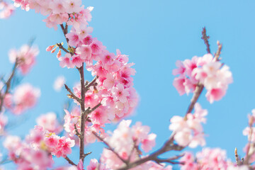 読谷村の寒緋桜