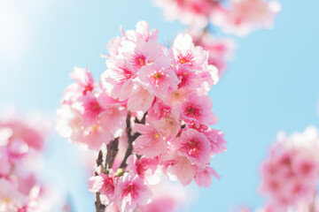 読谷村の寒緋桜