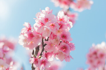 読谷村の寒緋桜