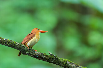 新緑のアカショウビン