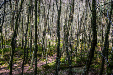 Jóvenes árboles creciendo muy juntos en un bosque atravesado por un pequeño sendero.