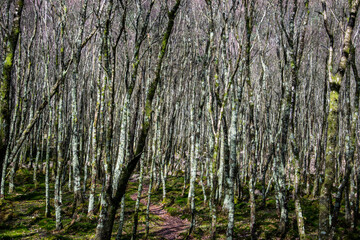 Jóvenes árboles creciendo muy juntos en un bosque.