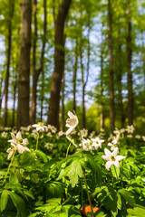 Wood anemone flowers in a beech woodland