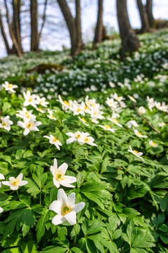 Fototapeta Flowering meadow with wood anemones in the spring