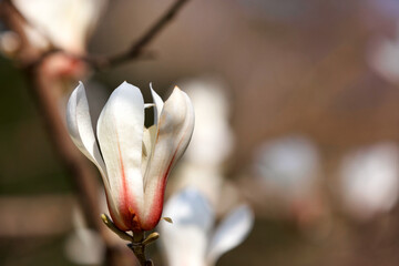 Blooming magnolia in early spring, one flower close-up on a blurred background.