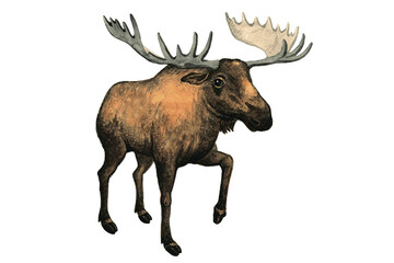 Naklejka na ściany i meble In the animal kingdom. Watercolor drawing, elk. Vector image.