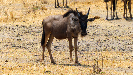 Fototapeta premium elk in park national park