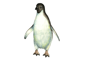 In the animal kingdom. Penguin watercolor drawing.
Vector image.