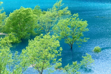 秋扇湖の水没林。仙北、秋田、日本。５月下旬。