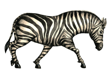 Fototapeta na wymiar In the animal kingdom. Watercolor drawing, zebra. Vector image. 