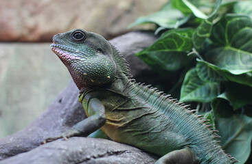 Green iguana in the terrarium. Reptile. Amphibians.