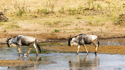 blue wildebeest in the serengeti