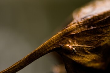 Autumn moment, Marienkäfer auf Herbstblatt