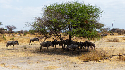 blue wildebeest in serengeti national park serengeti