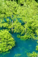 秋扇湖の水没林。仙北、秋田、日本。５月下旬。