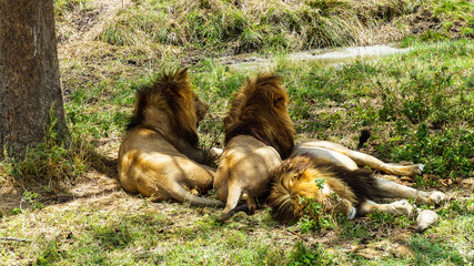 lions in the grass