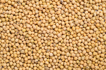 Raw soybean seeds texture background