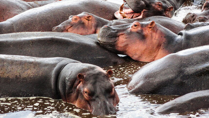 hippo in the water