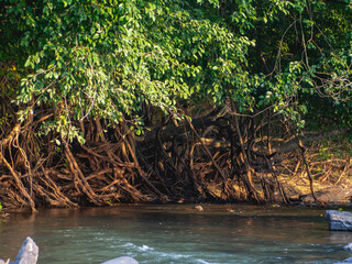 Many rivers and tree roots