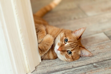 cute young ginger cat lies on the floor and stares into the lens with folded paws on the chest,...