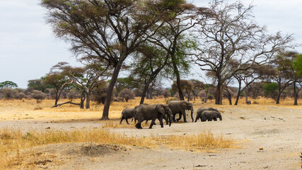 herd of elephants