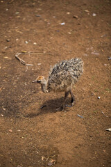 Adorable baby ostrich