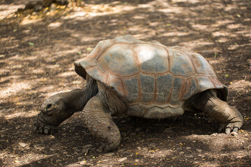 Giant tortoise in Mauritius.