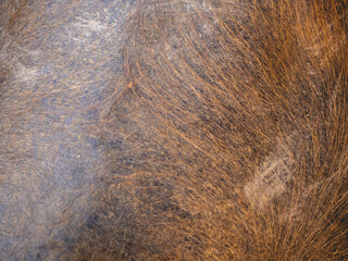 Buffalo skins and fur wallpapers