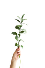 A woman's hand holds a green branch with leaves on a white background. Nature and man. The preservation of the environment.