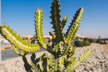 Close up of a Cactus thorny green branches in a bush outdoors in the hot environment. Matte View