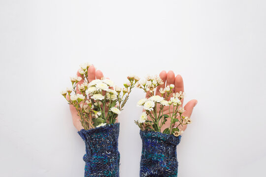 Women's hands in a sweater from under which flowers are on the palms. The concept of the arrival of spring.