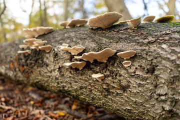 Polypores on right tree stump in woodland