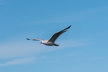 Fototapeta na wymiar Gaviota volando en un cielo azul