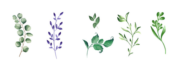 Green realistic herbs. Eucalyptus, fern plant, greenery foliage plants