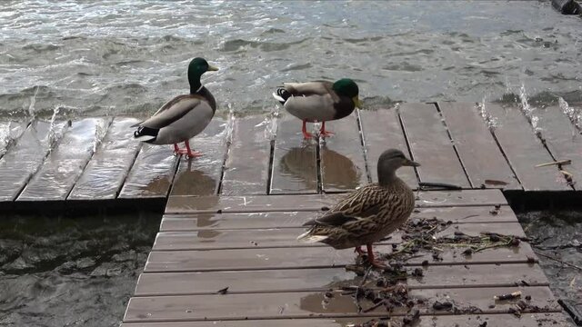 Le Spa des canards...