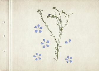 Pressed and dried herbs. Scanned image. Vintage herbarium background on old paper. Composition of the grass with blue flowers on a cardboard.