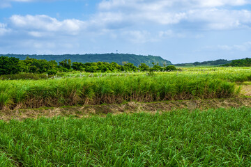 Fototapeta na wymiar 河岸段丘の大地に栽培されたサトウキビ畑に雲の間から太陽の光が差して輝く